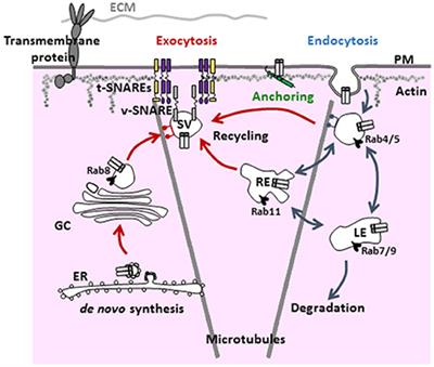 Ion Channel Trafficking: Control of Ion Channel Density as a Target for Arrhythmias?